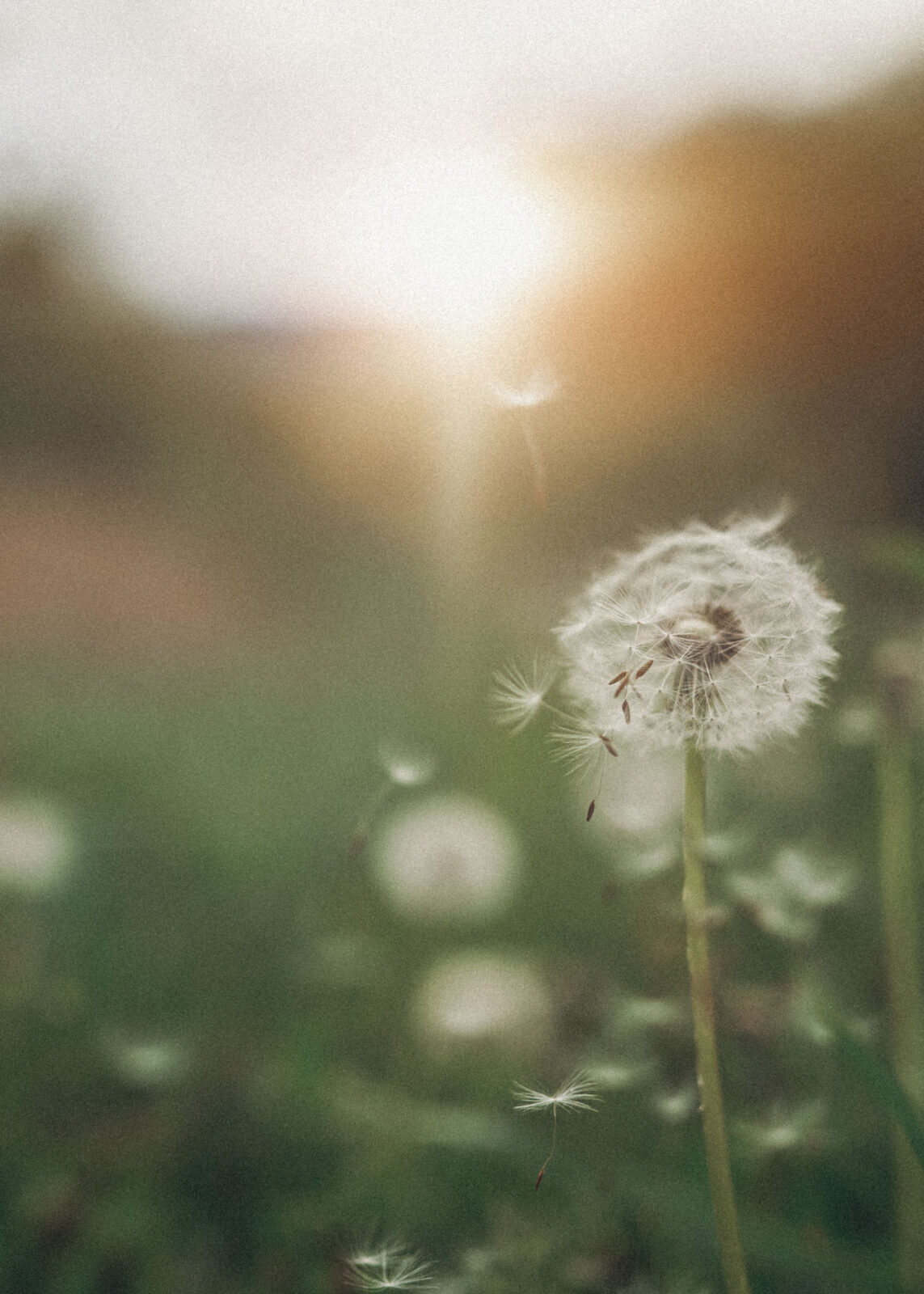 swan-prozessbegleitung-01