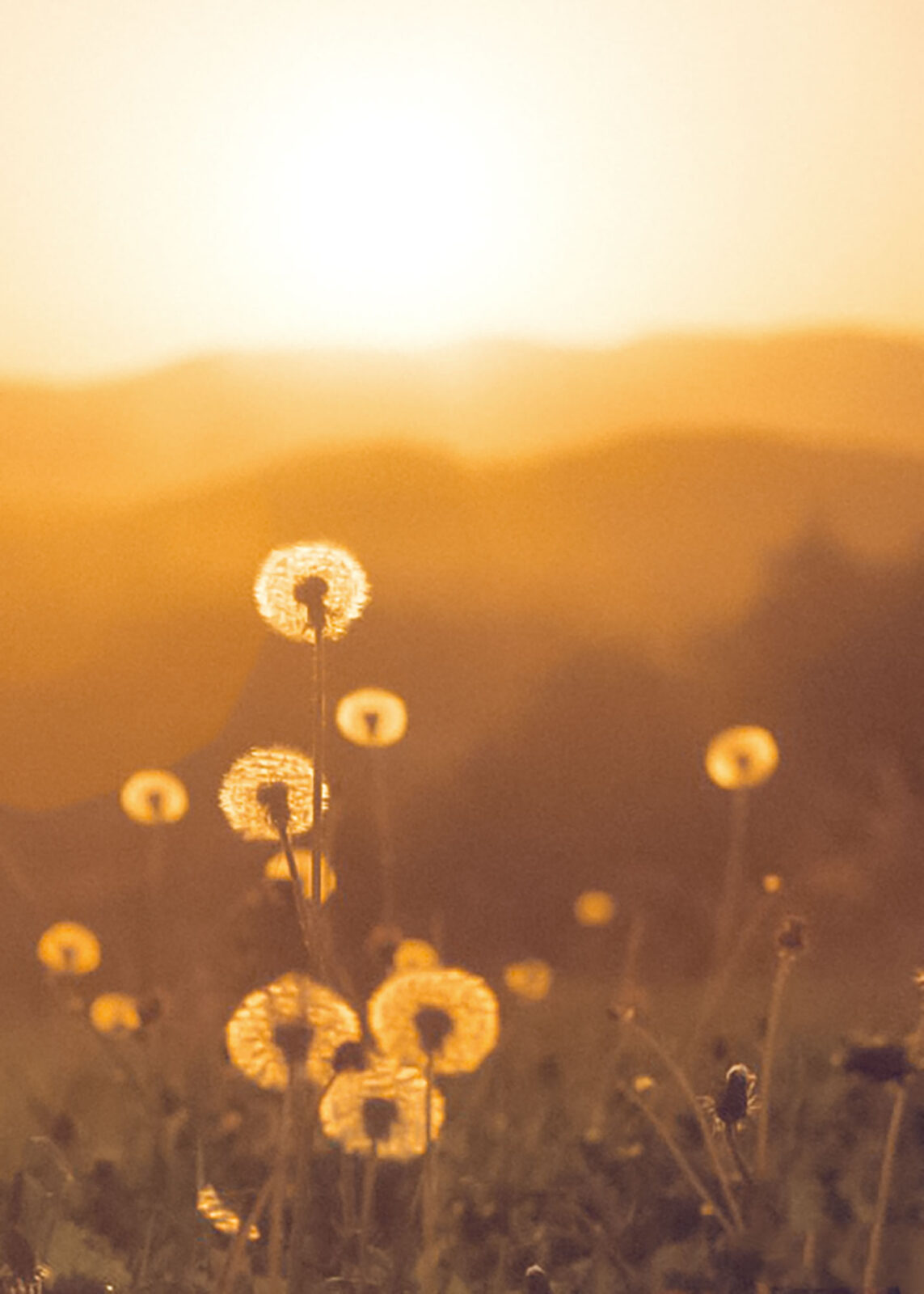 swan-prozessbegleitung-09